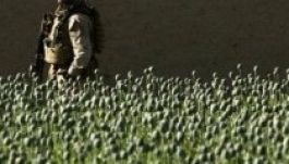 Drogállammá válhat Afganisztán