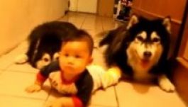 Így utánoz két husky egy kisbabát (VIDEÓ)