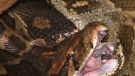 Kígyók „lepték el” az ukrán fővárost és környékét