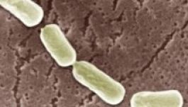 Felfedezték a világ legmérgezőbb anyagát