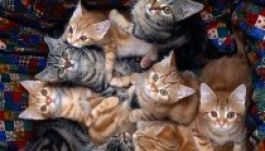 Cicakölcsönzőt nyitottak Kijevben