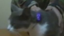 Elfogták a drogdíler macskát Moldovában (VIDEÓ)