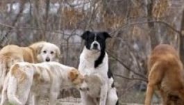 Ismét megtámadtak egy kisfiút a bukaresti kóbor kutyák