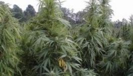 Óriási marihuánaültetvényt leplezett le a Google Earth