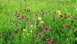 Székelyföldi virágos rétet kapott keresztelői ajándékul György herceg