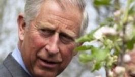 Károly herceg: Romániában óránként három hektárnyi erdő tűnik el