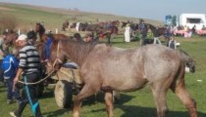 A 176 éves székelyhodosi lóvásárban jártunk