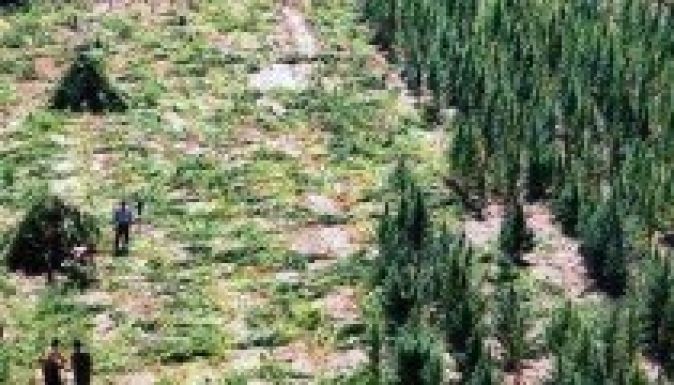 700 ember kapott mérgezést egy kannabiszültetvényen