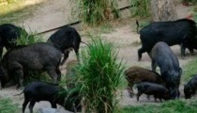 Vaddisznócsorda sétálgat Kolozsvár legnagyobb lakónegyedében