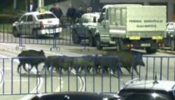 Megszabadult a betévedt vaddisznócsordától Kolozsvár