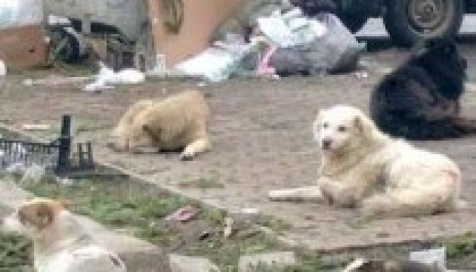 Még nem szavazták meg a kutyák elaltatásának törvényét