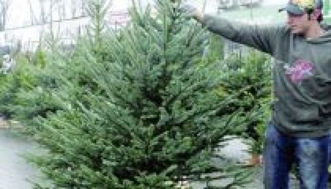Kevesebb karácsonyfát vág ki az idén a Romsilva