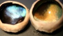 Télen kékre változik a rénszarvasok sötét szeme