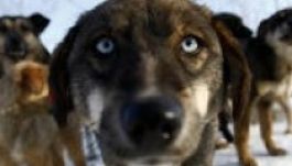 Megteltek a kutyamenhelyek Bukarestben