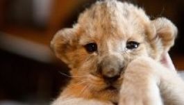 Netes keresztszülőkre vár négy kisoroszlán