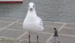 Egypercesek a képek világában (GALÉRIA)