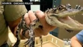 A repülőtéren felejtettek egy aligátort