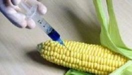 Újabb génmódosított terményt engedélyezhet az EU