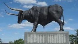 Feltámasztanák az őstulkot a parlagon hagyott legelők miatt