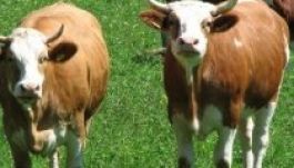 DNA: tehenekkel fizették le Majeczki Izabella gyergyói főügyészt