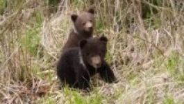 Medvék védelmére kötelezte el magát az Ursus sörgyár