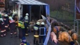 Elszabadult disznók futkároznak az M7-es autópályán