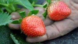 Érik a jövő évi eper Magyarországon