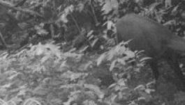 Tizenöt éve nem látott állatot kaptak lencsevégre