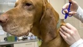 Március kötelező csippel ellátni a háziebeket