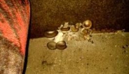 Gombák nőttek az egyik győri Volánbuszon