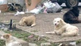 Még nem szavazták meg a kutyák elaltatásának törvényét