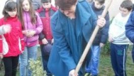 Juharfa-csemetéket ültettek kolozsvári diákok az alpolgármesterrel (GALÉRIA)