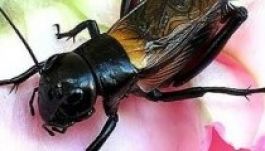 Lenyűgöző élmény: emberi hangon énekelnek a tücskök