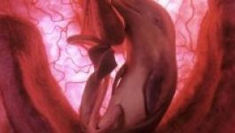 Állatok az anyaméhben (GALÉRIA)