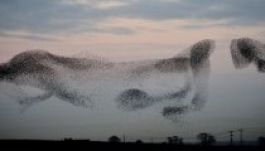 Így vonulnak a seregélyek Skócia egén