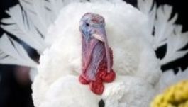 Obama elnöki kegyelemben részesített egy pulykát (VIDEÓ)