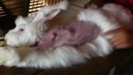 Így kínozzák a nyuszikat a finom angórapulcsikért (VIDEÓ)