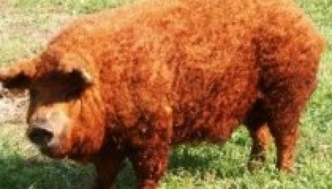 Román tenyésztők is maguknak szeretnék a mangalicát