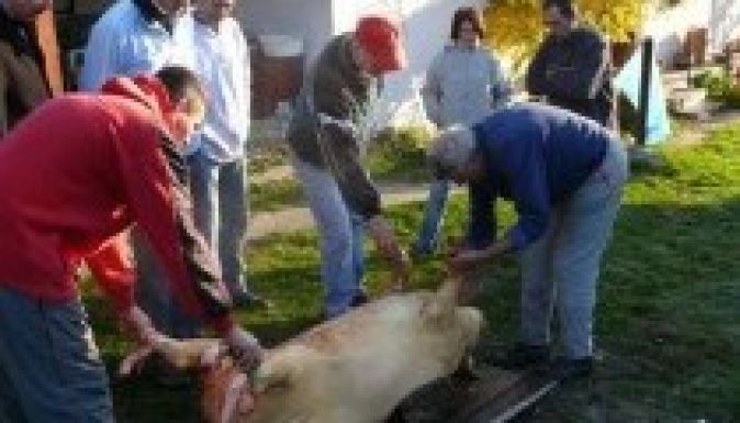 Ezt kellene tudniuk a gazdáknak a disznóvágásról