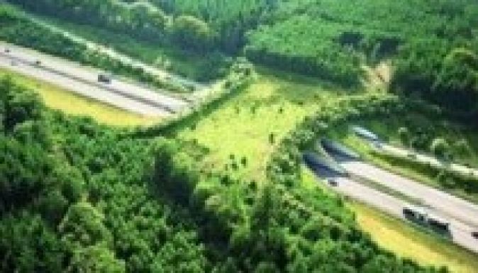 A medvék is beleszólnak a Déva-Lugos autópálya építésébe