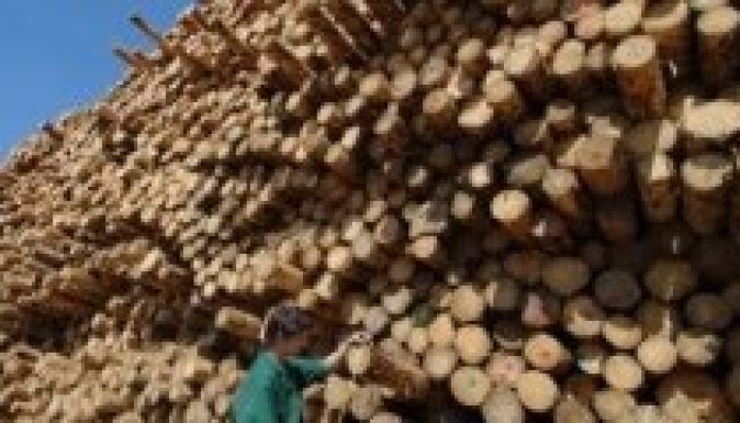 Greenpeace: erdőirtást jelent a Schweighofer-beruházás