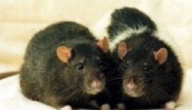 Pestis szedi halálos áldozatait Madagaszkáron