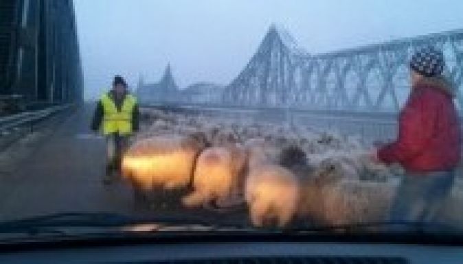 Juhok sétálgatnak egy romániai autópályahídon