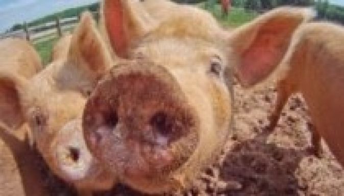 Csirketetemekkel hízlalják a sertéseket Romániában