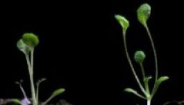 A NASA növényeket termesztene a Holdon az űrhajósoknak