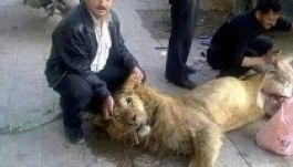 Megették az állatkerti oroszlánt az éhező szírek