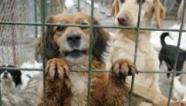 Még egy hét haladékot kaptak a kóbor kutyák