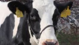 Írországi fejősteheneket kaptak ajándékba a romák Kisdemereten