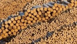 Schweighofer-ügy: a beruházó érdekei érvényesülnek