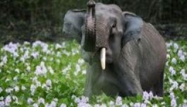 Brutálisan bántalmazott elefánt érdekében fog össze a sztárvilág